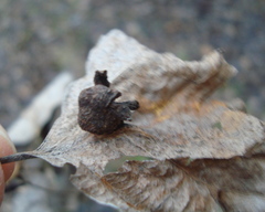 Harmandiola