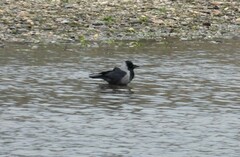 Corvus cornix × corone