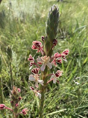 Zaluzianskya microsiphon