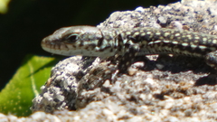 Podarcis guadarramae guadarramae