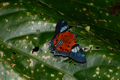 Myscelus pardalina