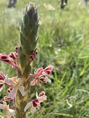 Zaluzianskya microsiphon