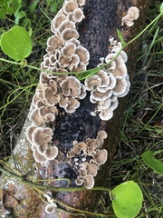 Schizophyllum