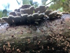 Schizophyllum