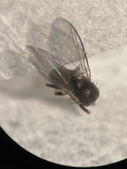 Phytomyza penstemonis