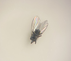 Phytomyza penstemonis