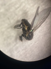 Phytomyza penstemonis