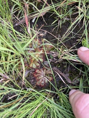 Drosera natalensis