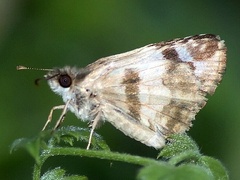 Heliopetes sublinea