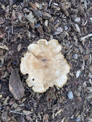 Clitocybe brunneocephala