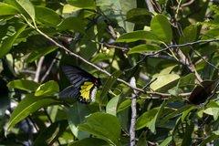 Troides minos
