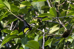 Troides minos