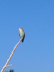 Agapornis roseicollis