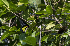 Troides minos