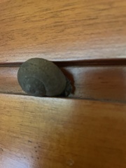 Zachrysia provisoria