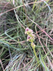 Disperis cardiophora