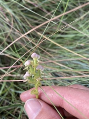 Disperis cardiophora