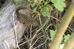 Funambulus sublineatus