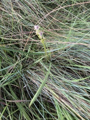 Disperis cardiophora