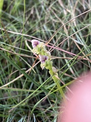 Disperis cardiophora