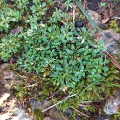 Draba verna