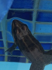 Leptodactylus luctator