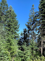 Picea breweriana