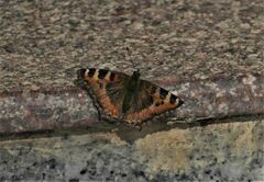 Aglais caschmirensis