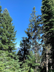 Picea breweriana