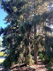 Picea breweriana