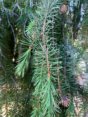 Picea breweriana