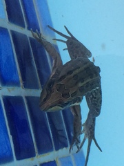 Leptodactylus luctator