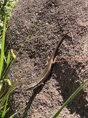 Trachylepis punctatissima