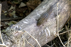 Funambulus sublineatus