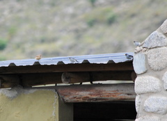 Catamenia