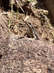 Trachylepis punctatissima