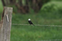 Arundinicola leucocephala