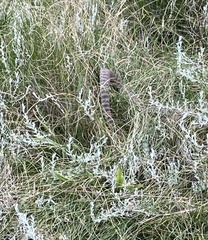 Hemachatus haemachatus