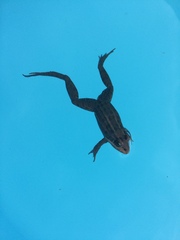 Leptodactylus luctator