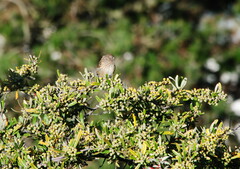Catamenia analis