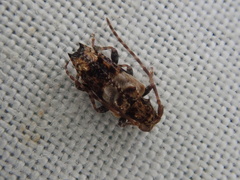 Pogonocherus hispidus