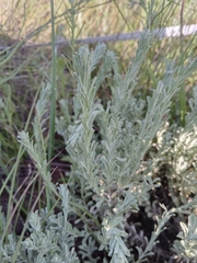 Nidorella
