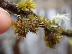 Orthotrichum pulchellum