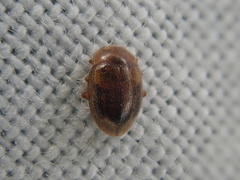 Rhyzobius chrysomeloides