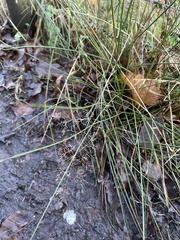 Poa nemoralis