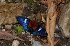 Yanguna cometes