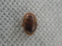 Rhyzobius chrysomeloides