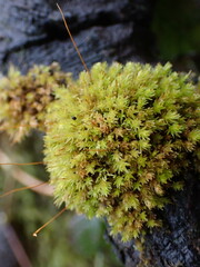 Aulacomnium androgynum