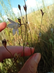 Wahlenbergia undulata