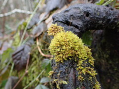 Aulacomnium androgynum